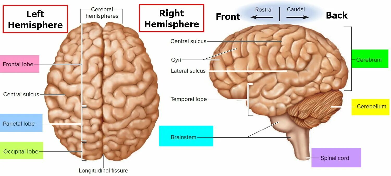 Brain structure. Human Brain Parts. The Parts of Human Brain and their functions. Brain Parts and functions. Human capability