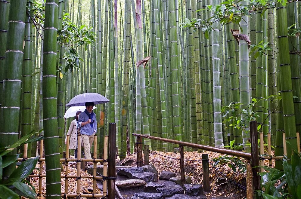 Бамбук. Бамбук растет. Самое быстрорастущее растение. Бамбуковый лес с высоты. Рост бамбука за сутки