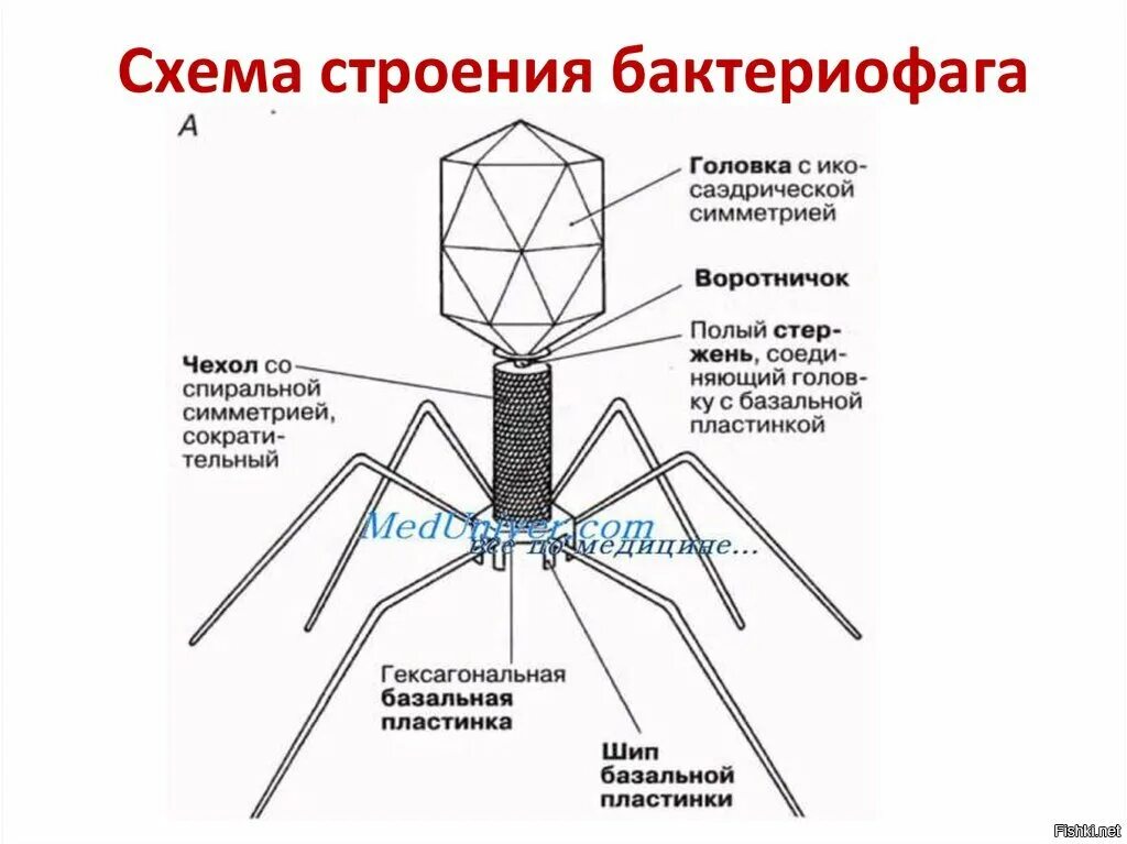 Бактериофагия