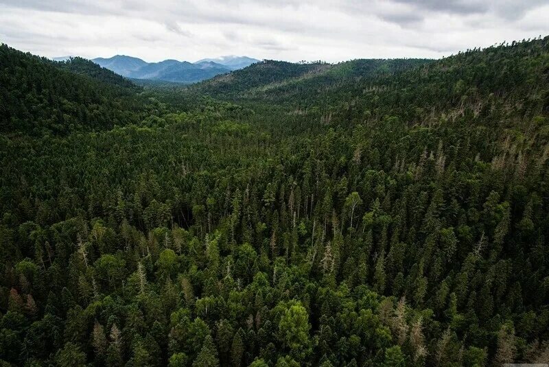 Уральские горы таежные леса горные реки. Дальний восток сахалин тайга. Дальний восток уссурийская тайга. Леса дальнего востока. Приморский край уссурийская тайга.