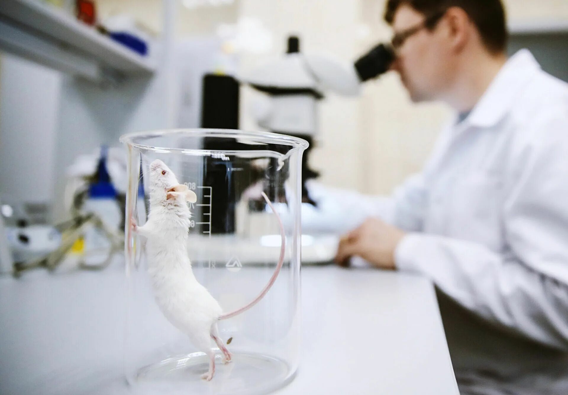 Экспериментальная мышь. Исследования на животных. Лабораторные мыши. Опыты на мышах. Лабораторные исследования животных.
