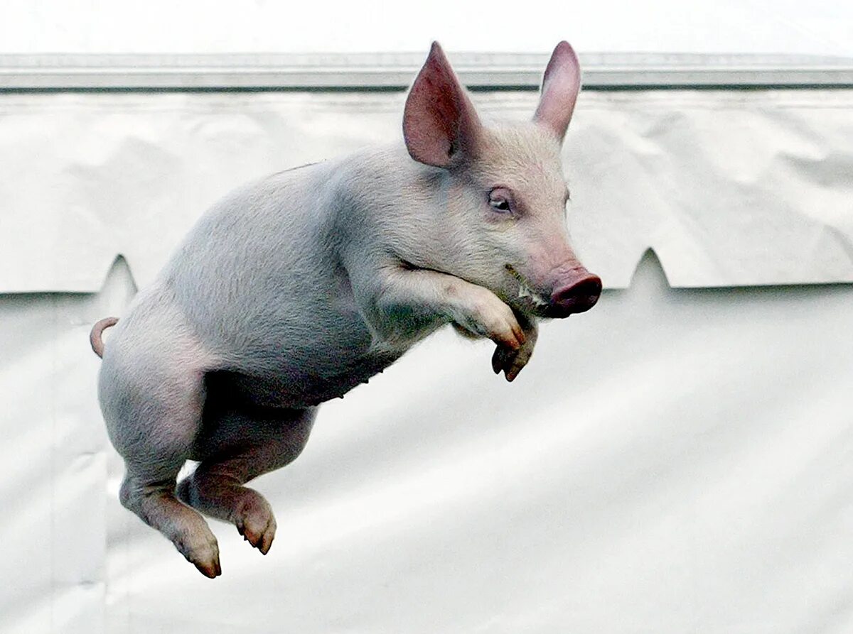 Свинья бегает. Свинья бегает. Свинья бегает. Свинья бегает. Свинья бежит.