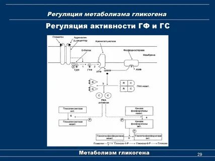 Метаболическая регуляция