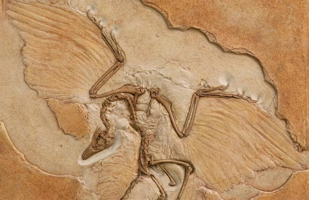 Палеонтология Археоптерикс. Археоптерикс окаменелость. Археоптерикс скелет. Археоптерикс Fossil. Скелет археоптерикса