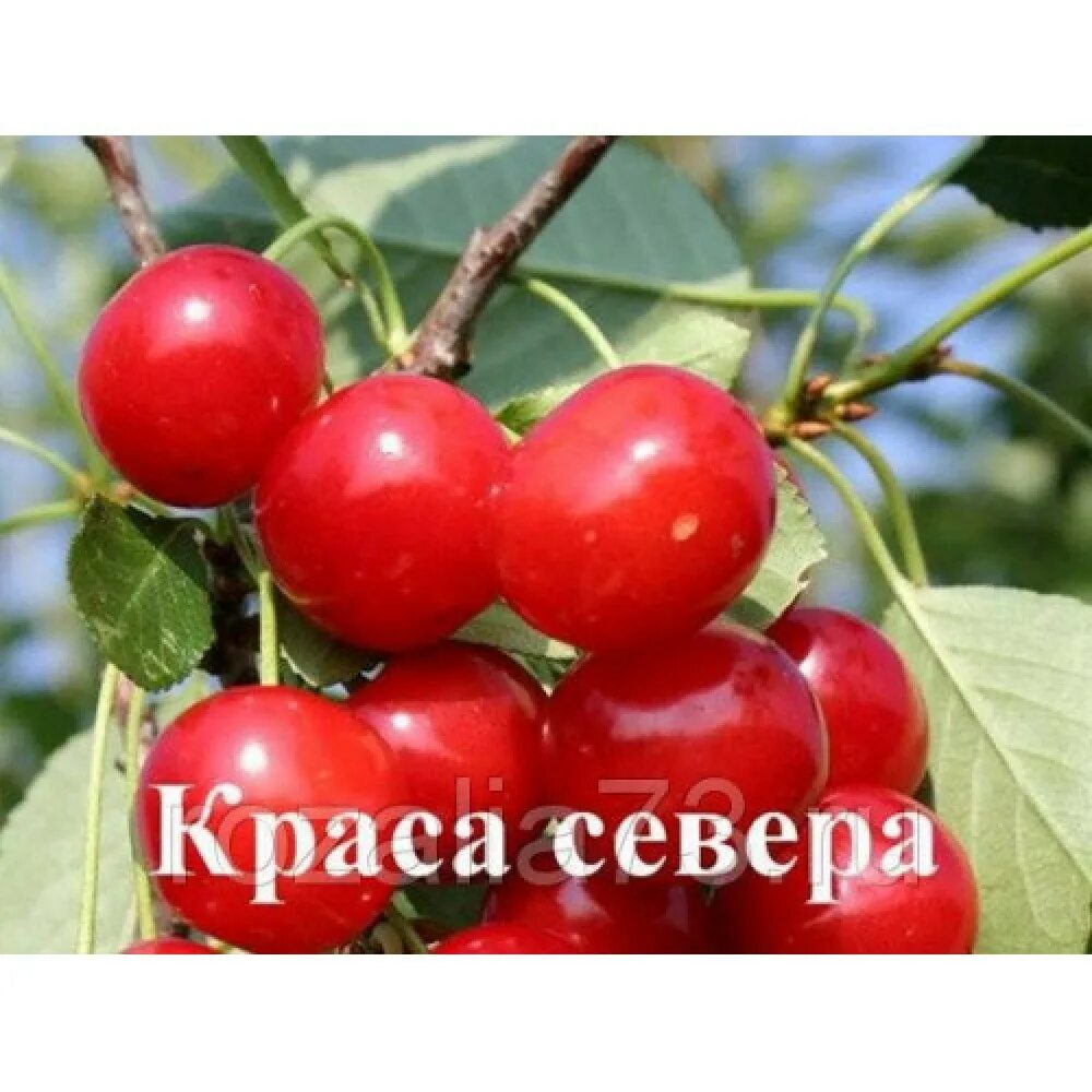 Дюк краса. Черевишня Дюк Краса севера. Сорт вишни Черевишня. Дюк (Черевишня) сорт ночка. Дюк (Черевишня) сорт кормилица.