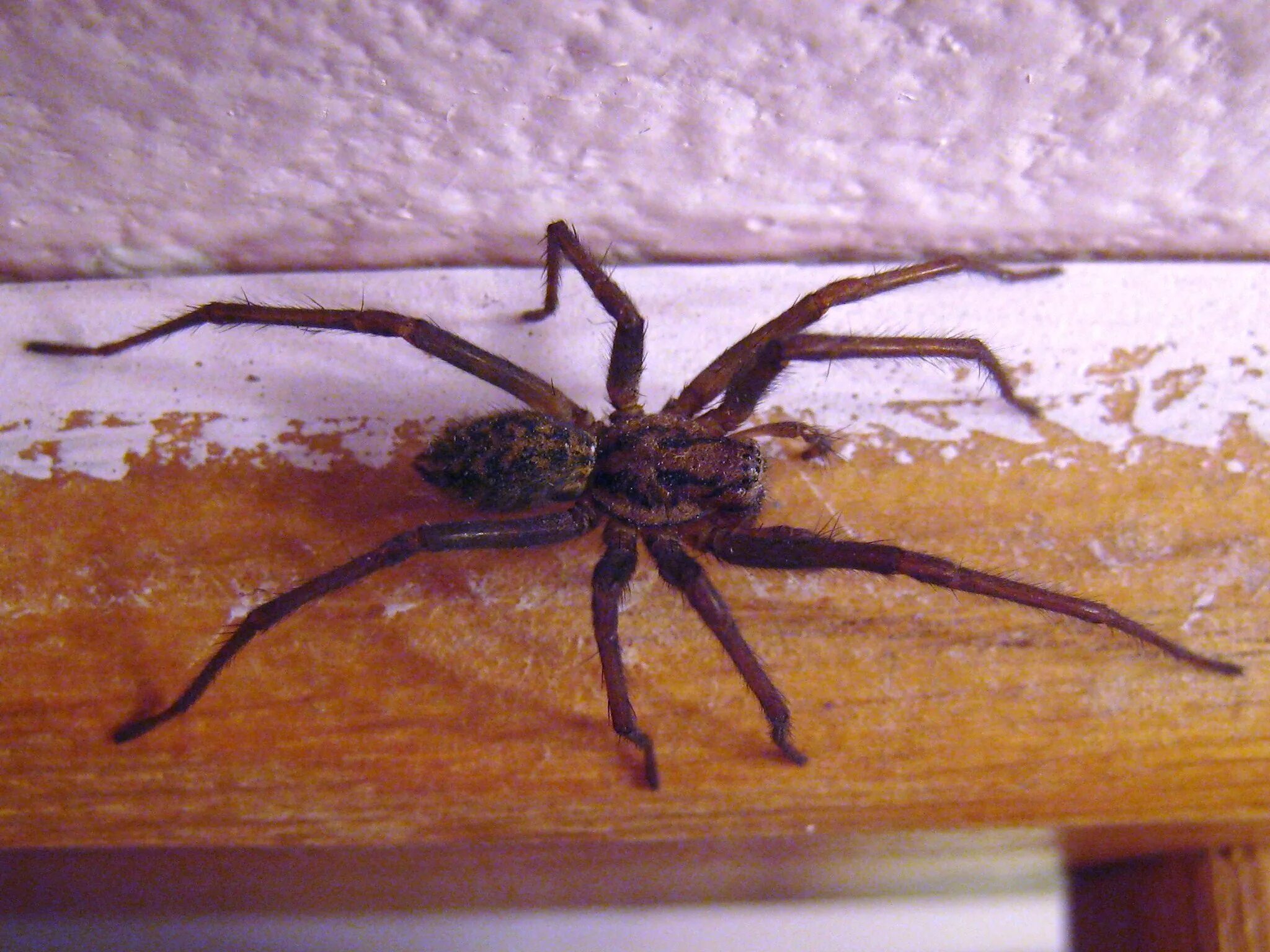 Ich eine spinne