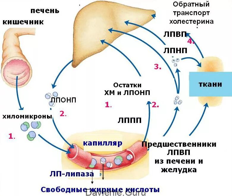 Схема транспорта холестерина в организме. Схема метаболизма липидов в организме человека. Транспорт холестерола в организ. Выработка холестерина в организме.