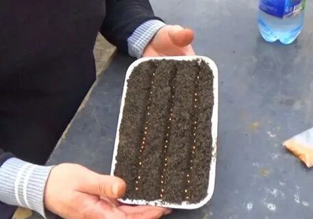 Посадка баклажан на рассаду
