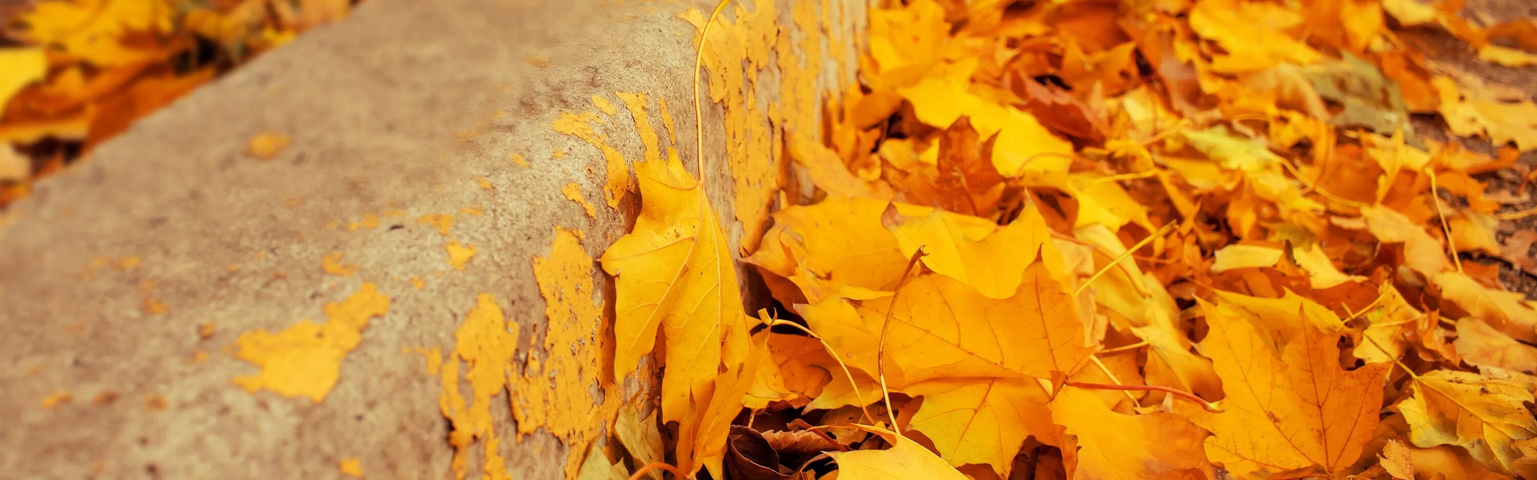 Листья желтые по краям. Панорама желтые листья. Старый желтый лист. Листья жёлтые над городом фон. Сыпучая желтая листва.