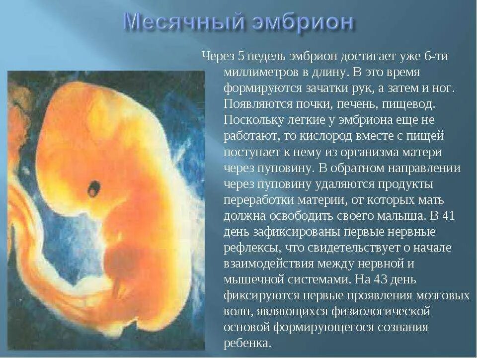 6 недель изменения. Плод на 5 неделе беременности. Пятая неделя беременности размер эмбриона. Эмбрион на 3 эмбриональной неделе. Эмбрион на 5 неделе беременности.