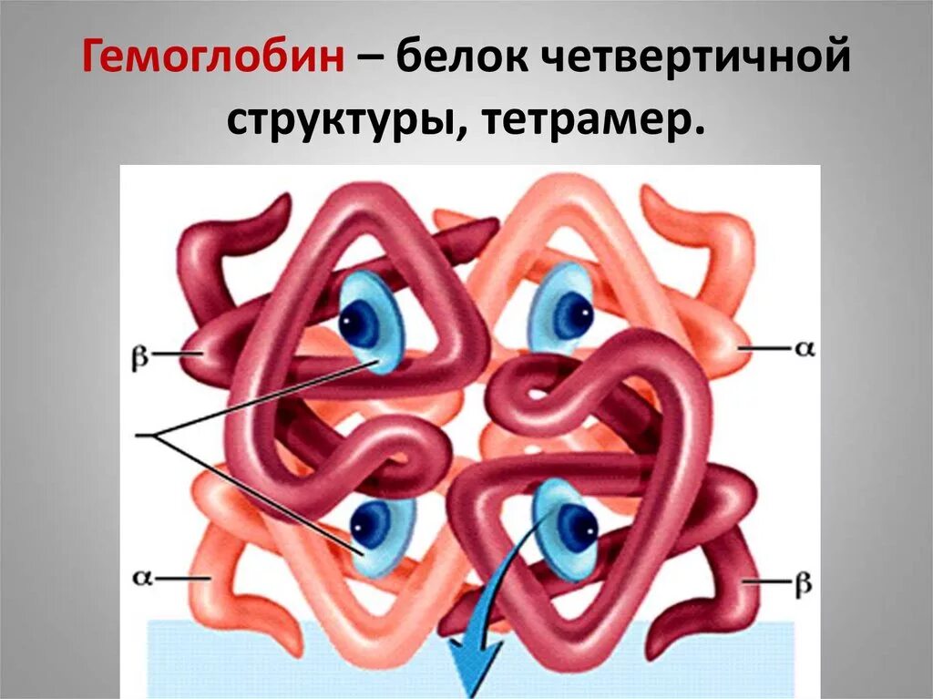 Элемент гемоглобина: найдено 81 картинок