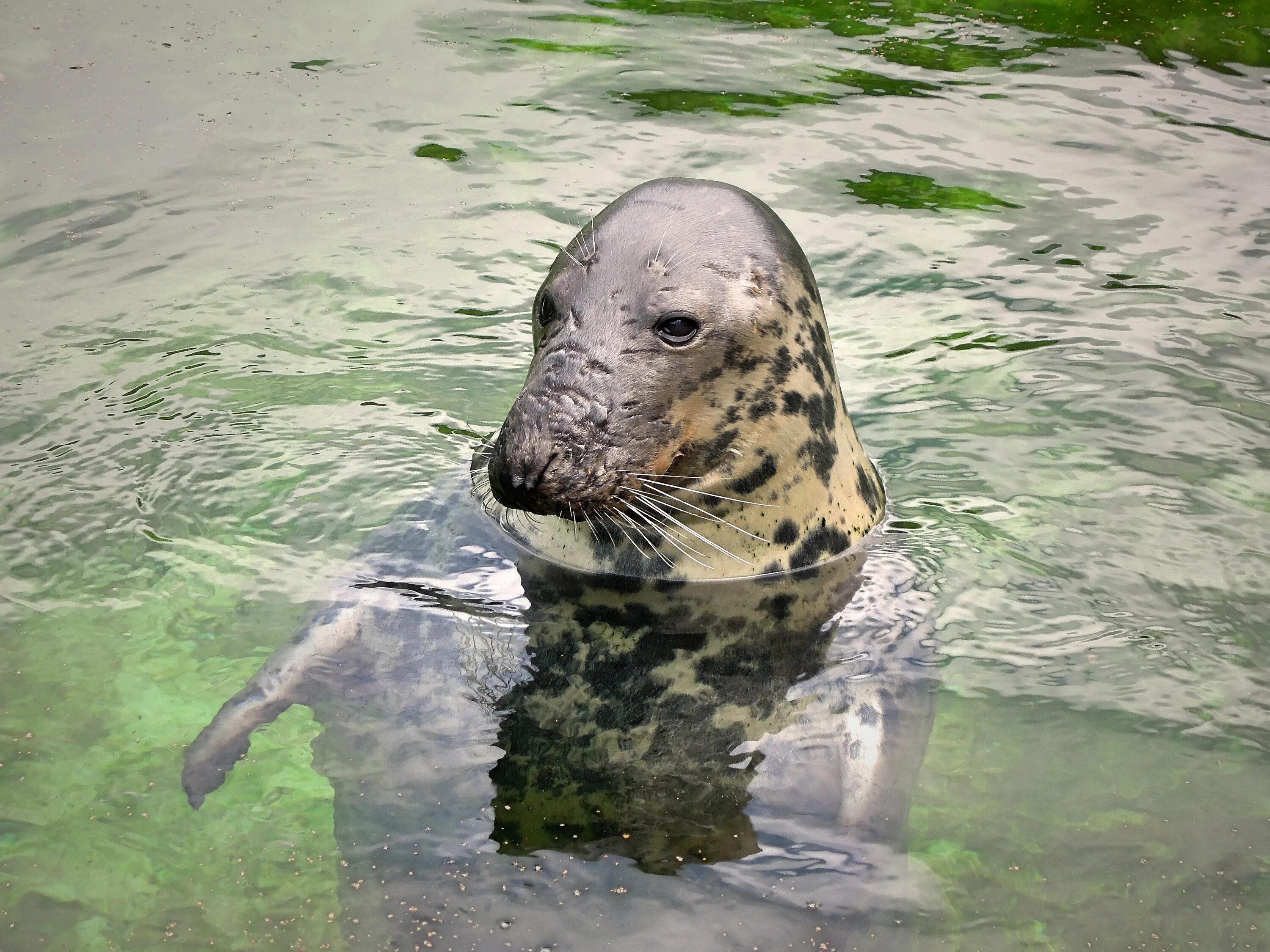 Звери под водой. Животные в воде. Животные обитающие в воде. Водные звери. Морской Ягуар.