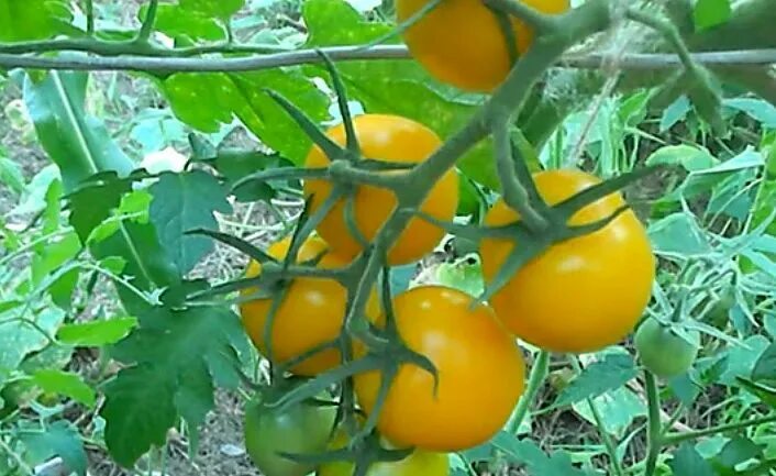Семена Орешка Томат Золотая Королева 10 шт. - купить по выгодной цене на Яндекс 