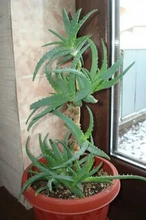 Как срезать алоэ