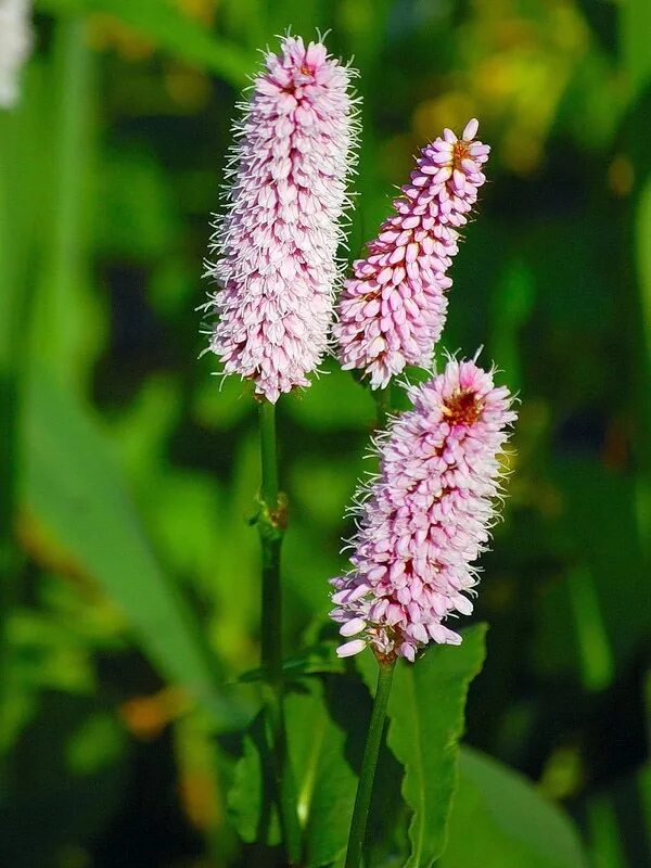 Горец змеиный (Polygonum bistorta). Горец змеиный (Polygonum bistorta `superba`). Горец змеиный superba Суперба. Горец bistorta superba.