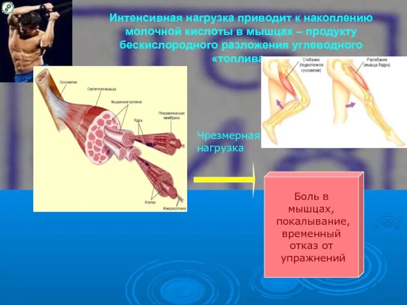 Какая кислота образуется в мышцах. Молочная кислота в мышцах. молочная кислота в мышха. накопление молочной кислоты в мышцах. молочная кислота образующаяся в мышцах.