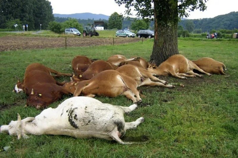 На корове догнала. Пастбищная тетания у животных.