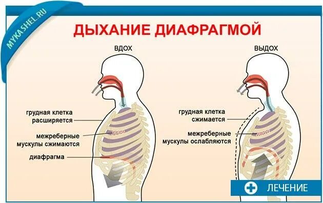 Дыхательная гимнастика для диафрагмы. Дыхание. Дыхательная система человека механизм вдоха и выдоха. Механизм дыхания человека схема. Положение диафрагмы.