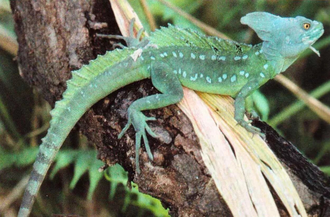 василиск рептилия. ящерица 8 букв. зеленая игуана (iguana iguana). варан игуана хамелеон. василиск шлемоносный.