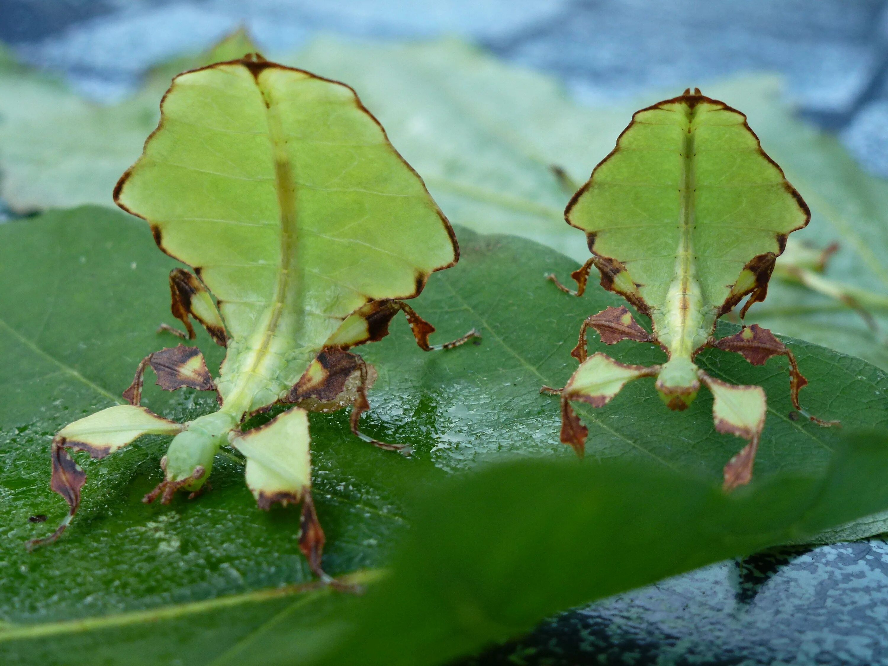 Палочник листовидка phyllium siccifolium. Листовидная форма тела. Богомол листовидка. Богомол листовидка. Листовидка каллима.