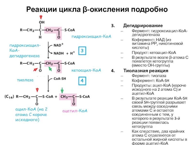 Реакции активации ферментов. Бета гидроксиацил КОА окисление. Бета-гидроксиацил-КОА дегидрогеназа кофермент. Коферменты бета окисления жирных кислот. Гидроксиацил-КОА-дегидрогеназа кофермент витамина.