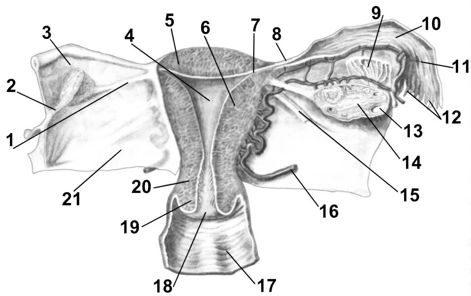 Внутреннее строение матки анатомия. Фронтальный разрез матки. Маточная труба внутреннее строение. Строение матки и труб с яичниками. Женская внутренняя половая система