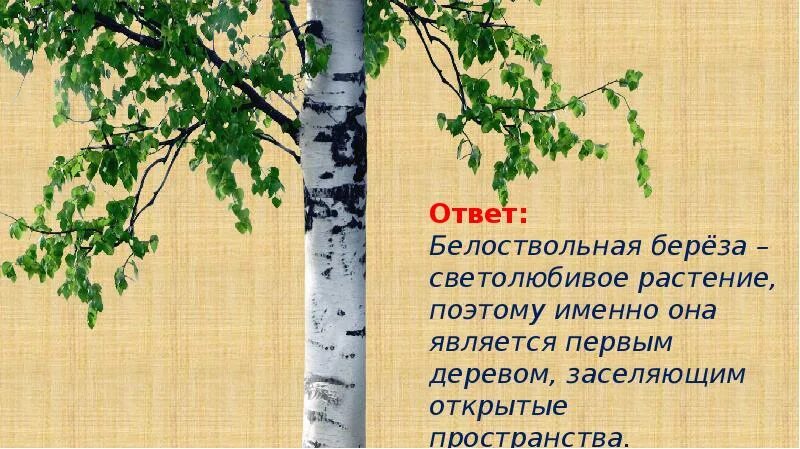 Презентация березка. И Агеева белоствольная берёза. Береза символ России. Белоствольная береза символ Родины. Береза светолюбивое растение.