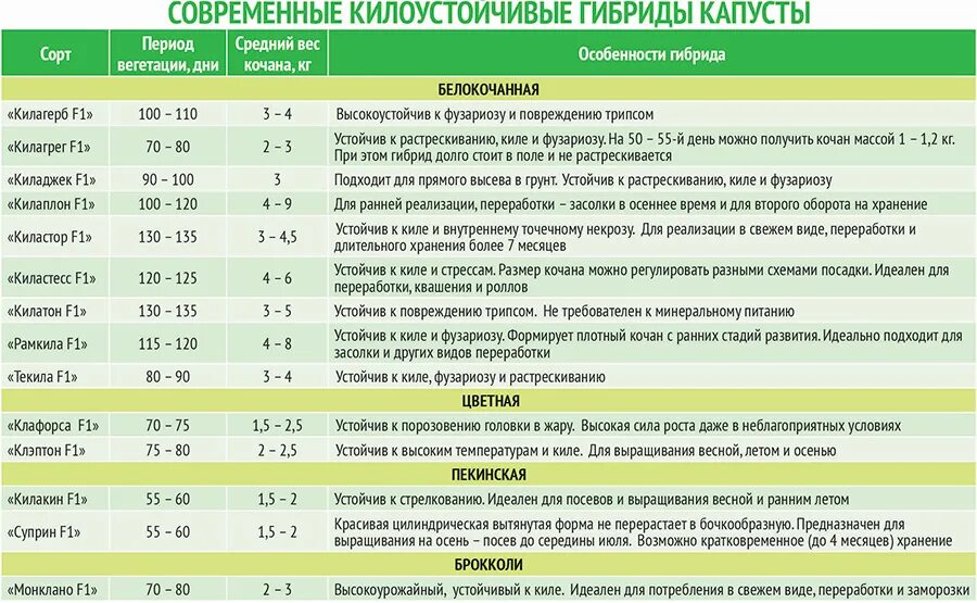 Что добавить при посадке капусты от килы. Период вегетации капусты белокочанной. фазы развития капусты. период вегетации у капусты. фазы развития капусты белокочанной.