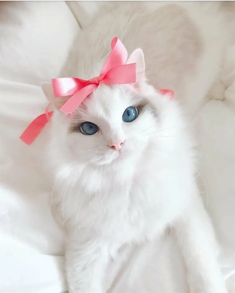 Как сделать красивого котенка