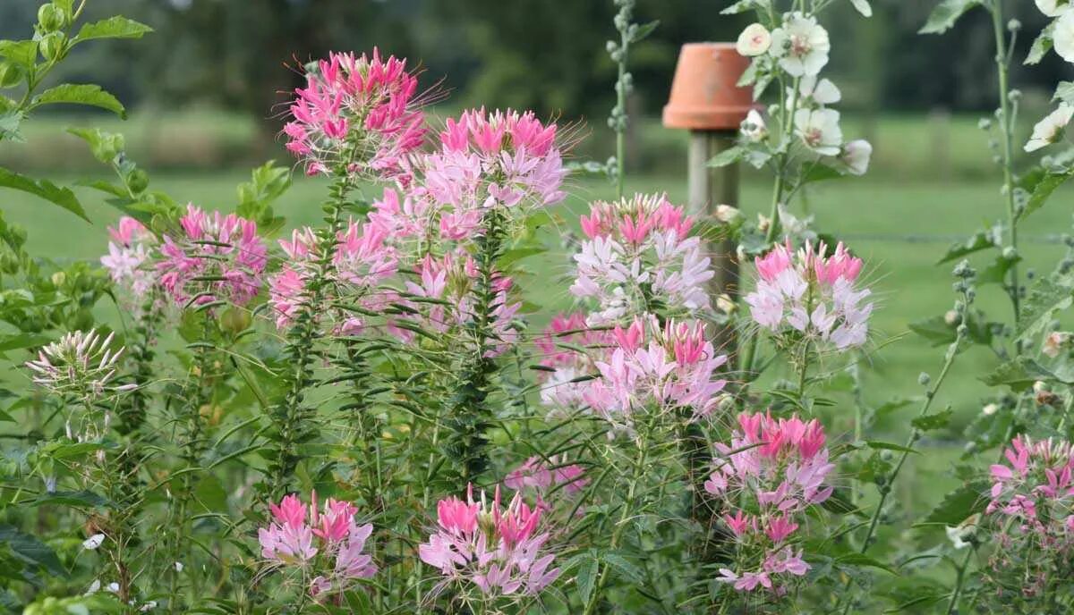 Клеома колючая. Клеома колючая. Посадка брызги шампанского. Цветок клеома брызги шампанского. Клеома игольчатая.