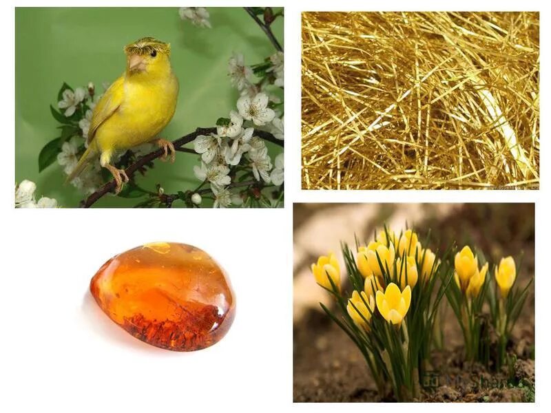 сукцинит балтийский янтарь. желтый кенар. канареечный релиз. канареечный, т. оттенки желтых цветов.