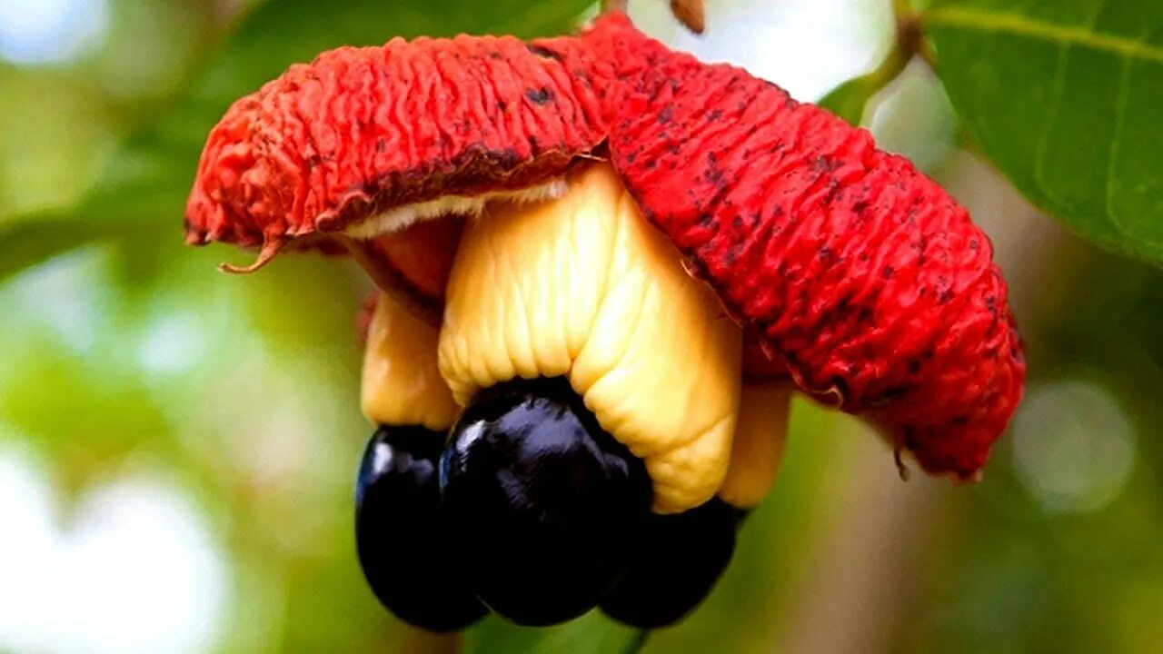 Аки плод. Фрукт ackee ямайка. Гуарана лиана. Аки ямайка. Аки фрукт.