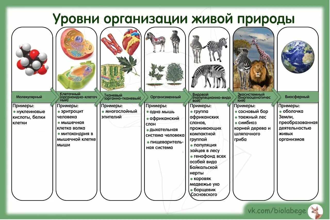 Последовательность уровня организации живого. Уровни организации живой природы ЕГЭ таблица. Уровни организации жизни биология ЕГЭ таблица. Уровни организации живого ЕГЭ биология. Уровни организации природы.