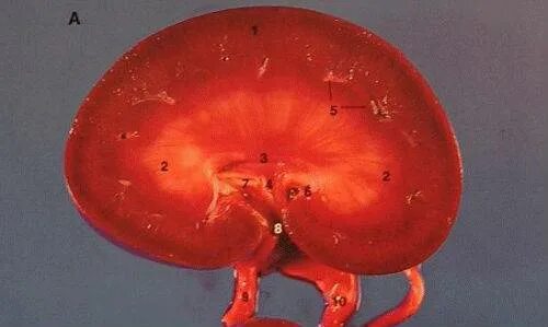 Почечная недостаточность у животных. Стадии почечной недостаточности у собак. Лечебный кот. Почечная недостаточность у животных. Почечная недостаточность у животных.