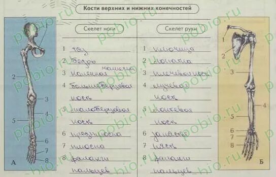 к скелету передней конечности относятся. к скелету передней конечности относятся. скелет верхней конечности схема анатомия. скелет передних конечностей у птиц. к скелету передней конечности относятся.