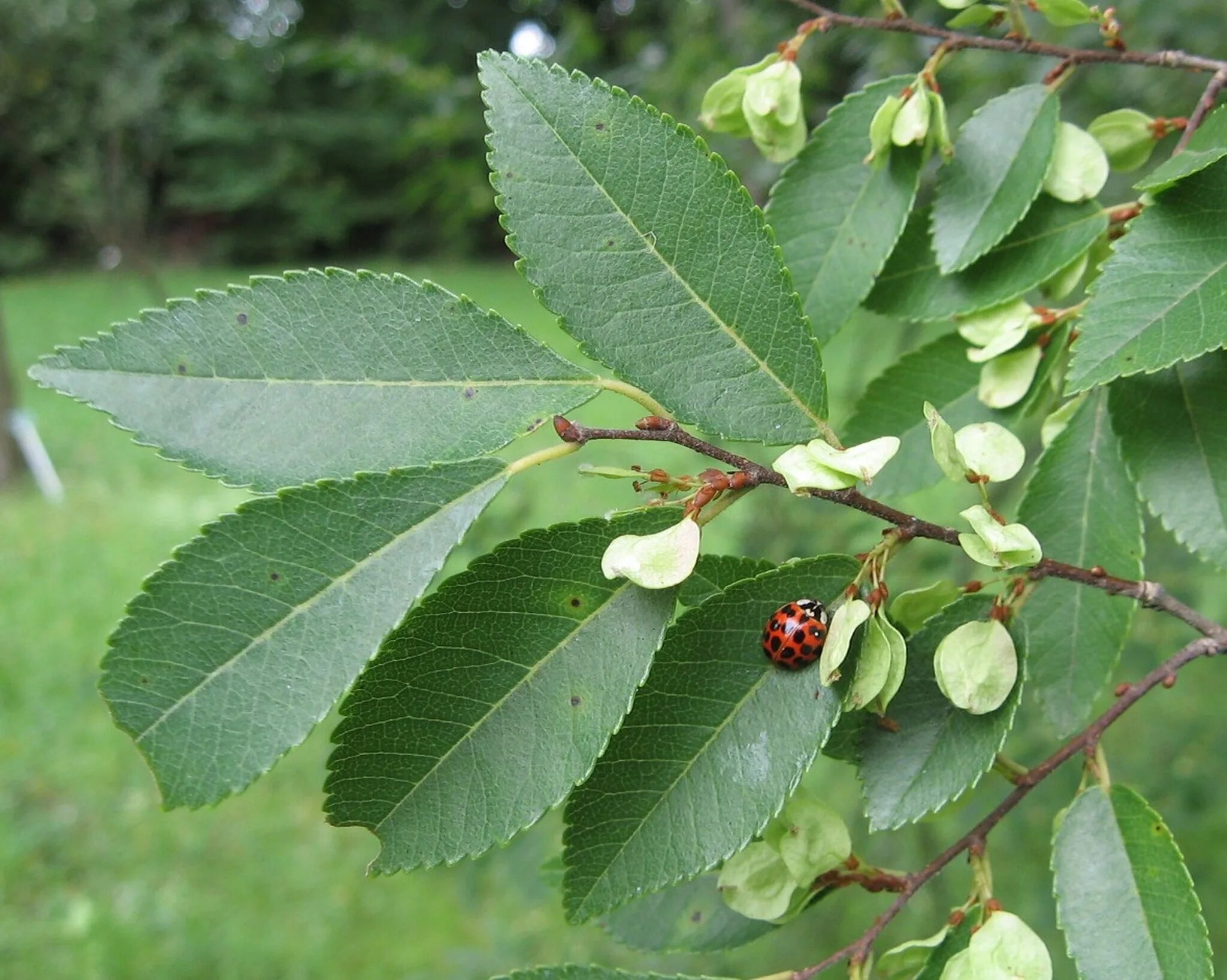 Куст карагач. Куст карагач. Вяз ильмовник. Куст карагач. Вяз малый (ulmus minor).