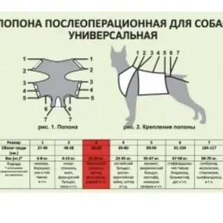 Как завязать попону собаке после операции