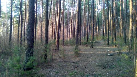 Лесной массив западный