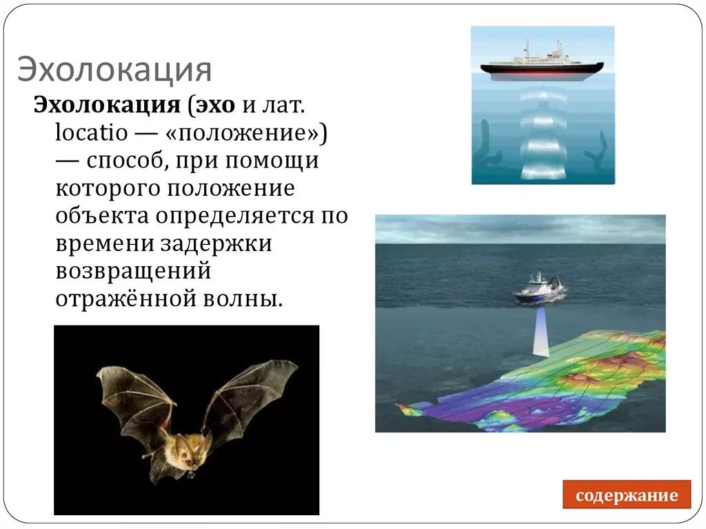 Эхолокация позволяет выбери верный вариант. Эхолокация. эхолокаторы у животных. эхолокация развита у. эхолокация в природе.