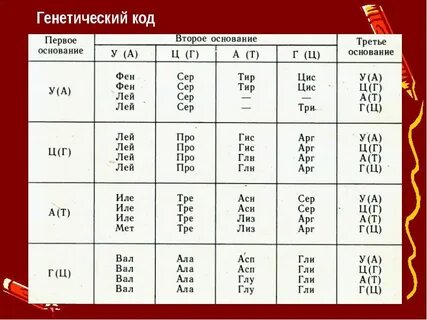 1 триплет 1 аминокислота
