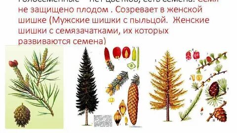 Шишка это плод или нет