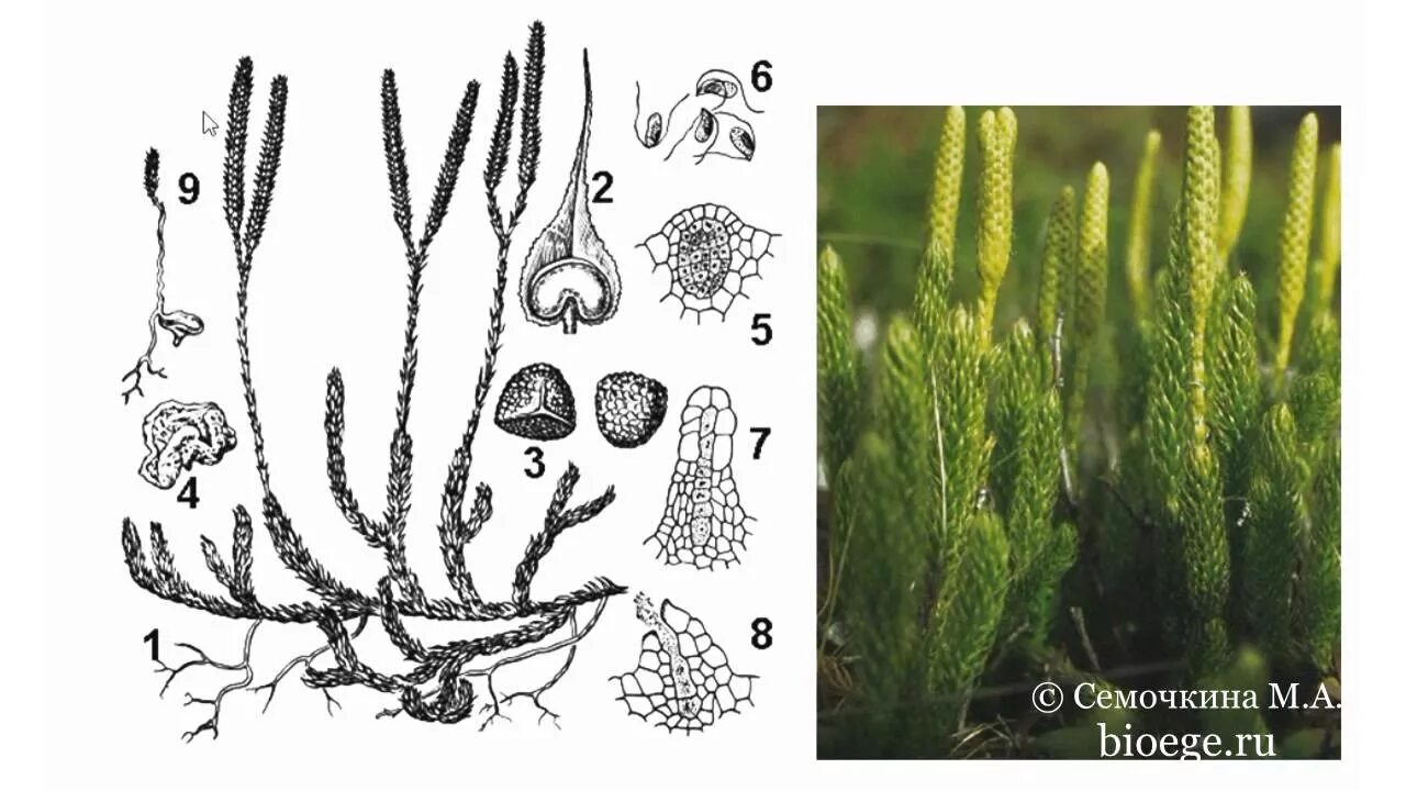 Плаун булавовидный Плауновидные. Жизненный цикл плауна булавовидного. Плаун булавовидный размножение. Цикл развития плауна булавовидного. Хвощи корень водоросли