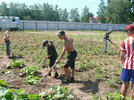 Огород в школе