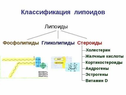 Липиды образуются в