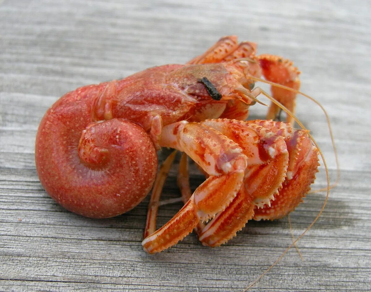 Как выглядит рак без панциря Crab Glass Shell Hermit crab shells, Hermit crab, Crab