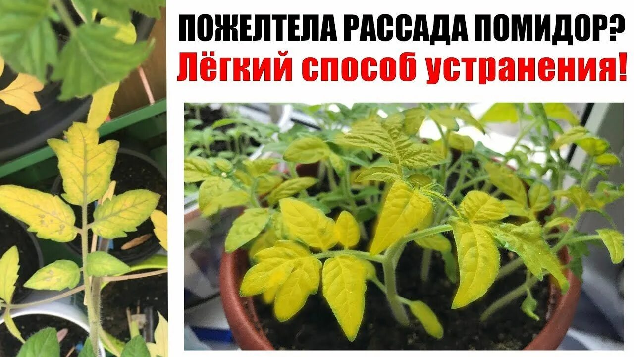 Желтеют листья у рассады помидор на подоконнике. Пожелтел лист у томатов рассада. хлороз рассады. пожелтела рассада помидор. желтеет рассада помидоров.