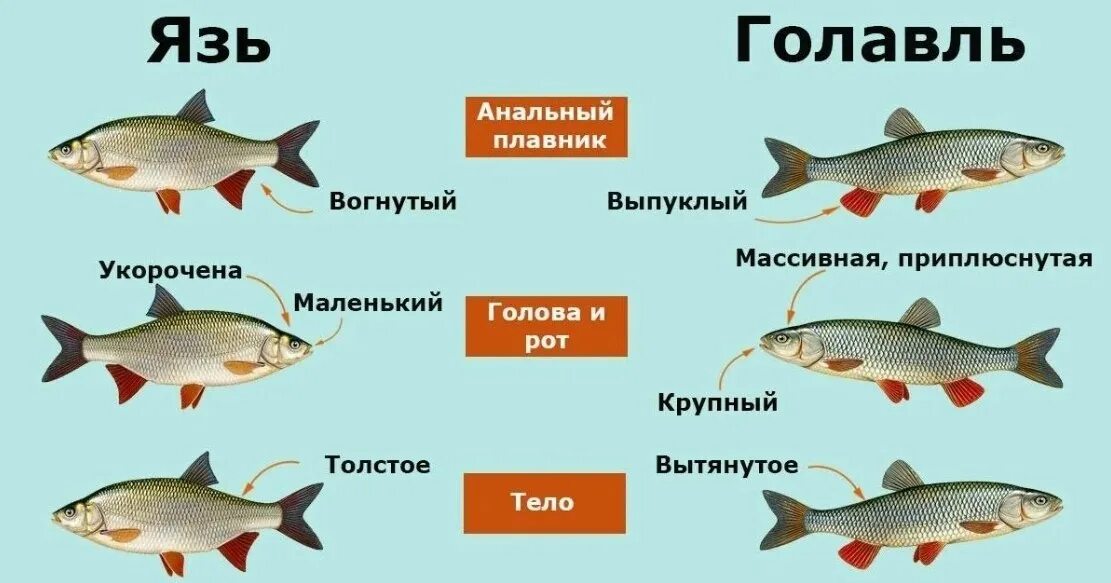 Голавль описание CoffMachines.ru
