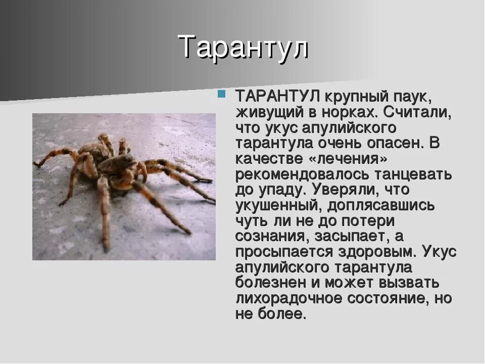 Тарантулы опасен ли для человека. Южнорусский Тарантул самка с паучками. Ядовит ли Южнорусский Тарантул. Тарантул паук ядовитый для человека.