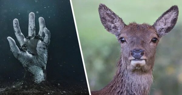 Эпидемия зомби оленей. Эпидемия зомби оленей. Эпидемия зомби оленей. Эпидемия зомби оленей. Эпидемия зомби оленей.