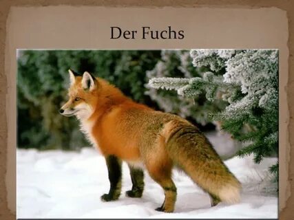 Fuchs ll
